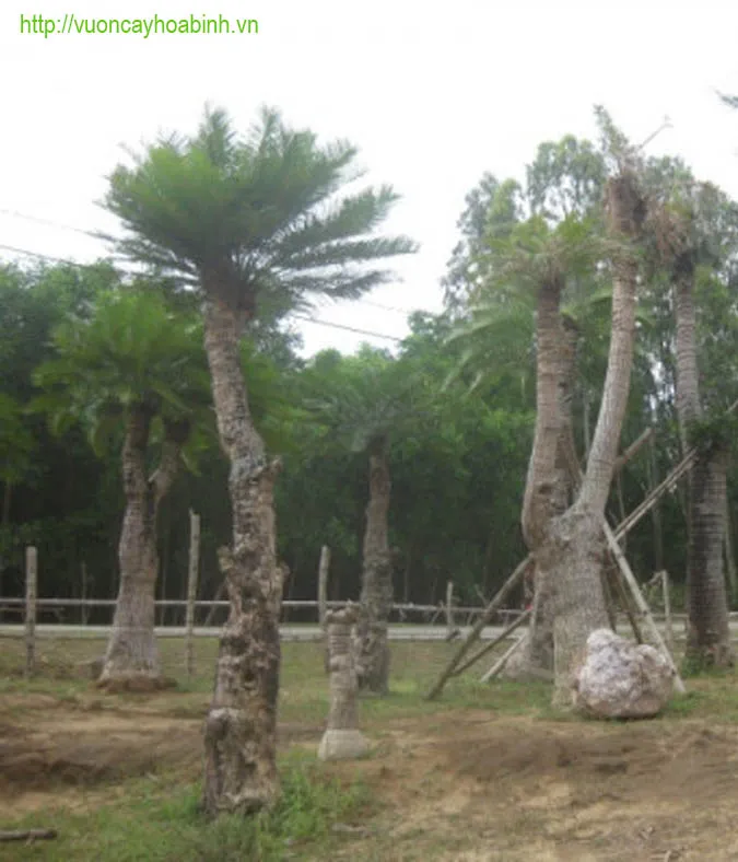 Lá Thiên Tuế mọc dày hình lông chim, nhẵn bóng và cứng cáp