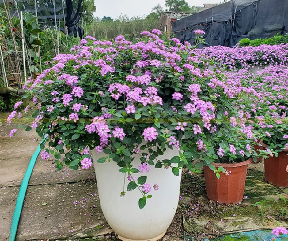 Cây Ngũ Sắc Tím là loại cây cảnh dễ trồng, thích hợp làm tiểu cảnh sân vườn