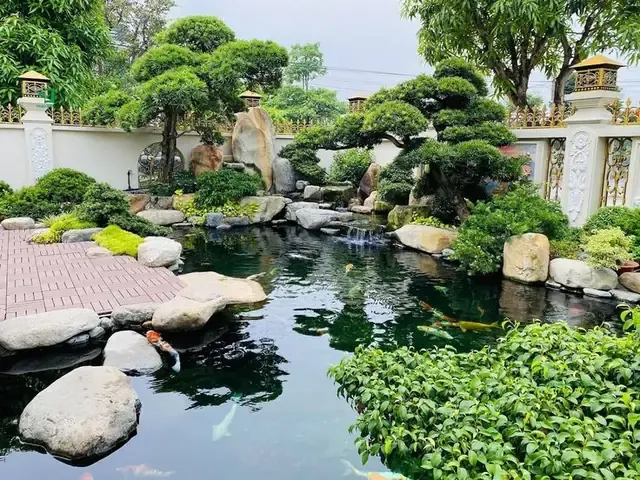 Cách Trồng Cây Đại Phú Gia Chuẩn Kỹ Thuật Và Chăm Sóc Bền Vững