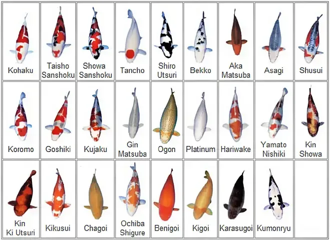 Cách Trồng Cây Đại Phú Gia Chuẩn Kỹ Thuật Và Chăm Sóc Bền Vững