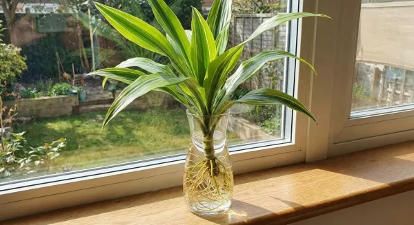 Thiết Mộc Lan thủy canh mang ý nghĩa phong thủy tương sinh Thủy sinh Mộc