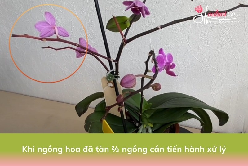 HƯỚNG DẪN CÁCH TRỒNG HOA LAN: HỒ ĐIỆP CHUYÊN SÂU TỪ A ĐẾN Z