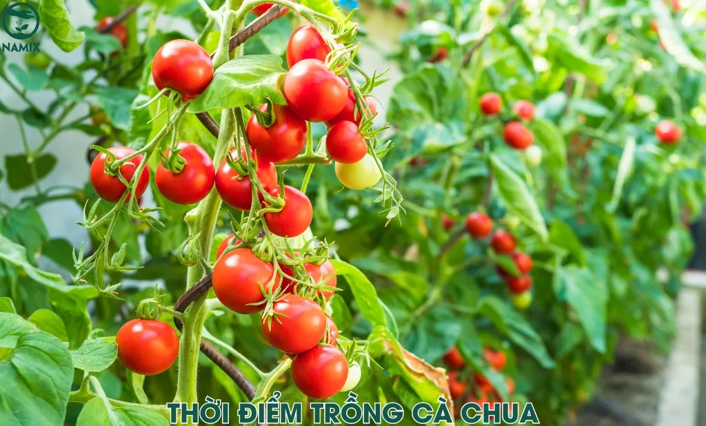 thoi diem trong ca chua