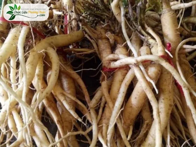 Thời điểm tốt nhất để thu hoạch củ Sâm Dây Ngọc Linh