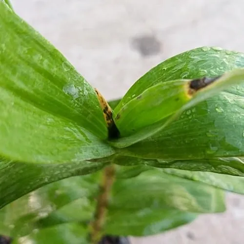 Dấu Hiệu Bệnh Thối Đọt Trên Hoa Lan