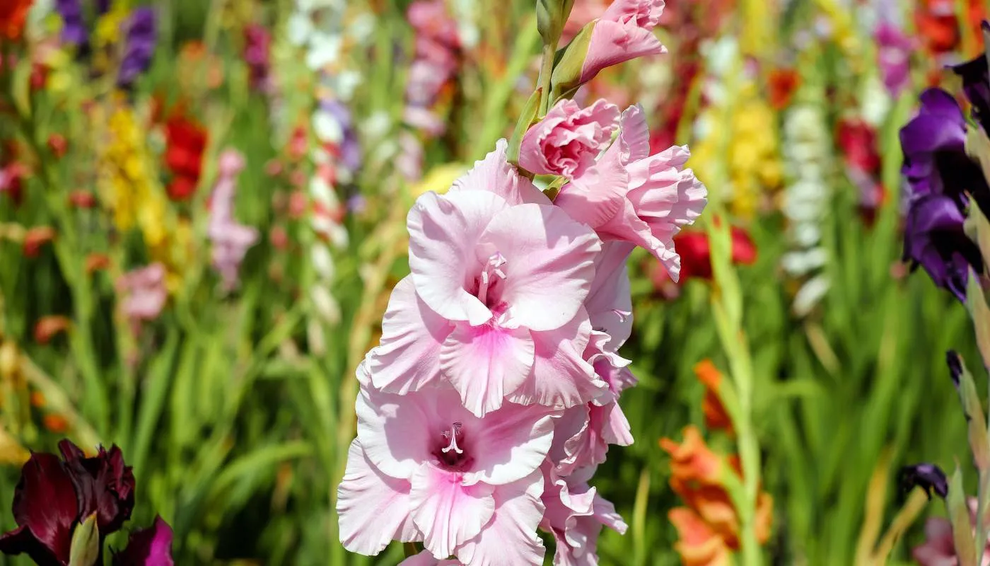 Thời vụ trồng hoa