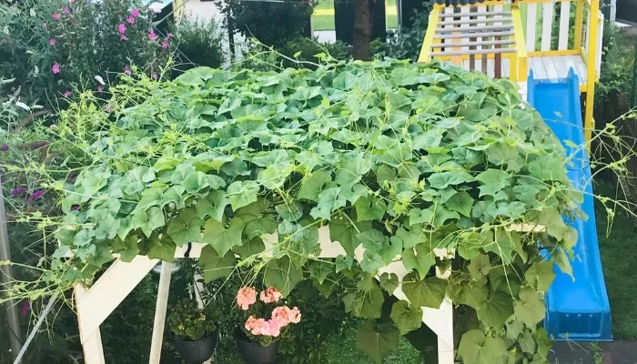 Thời vụ thích hợp trồng và thu hoạch su su ở Việt Nam