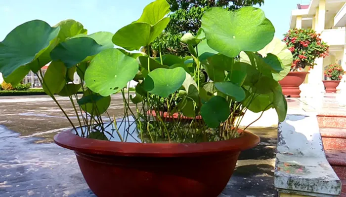 Thời vụ trồng hoa sen