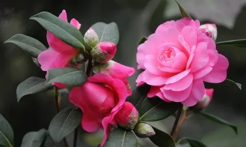 Chăm sóc đúng kỹ thuật là yếu tố quan trọng để hoa trà my nở chuẩn phom và sai hoa