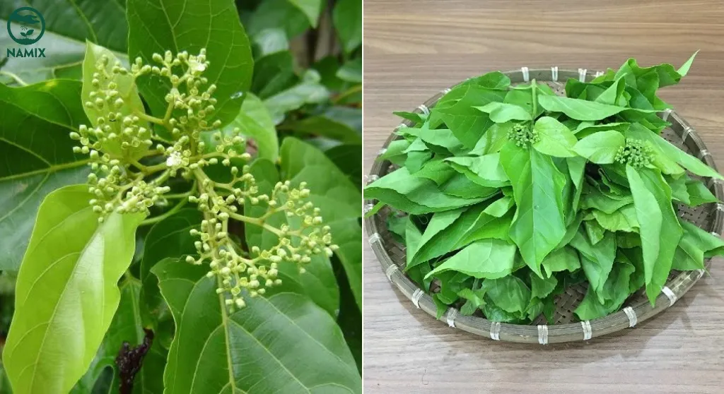 Thu hái và sử dụng trong ẩm thực hoặc làm thuốc chữa bệnh