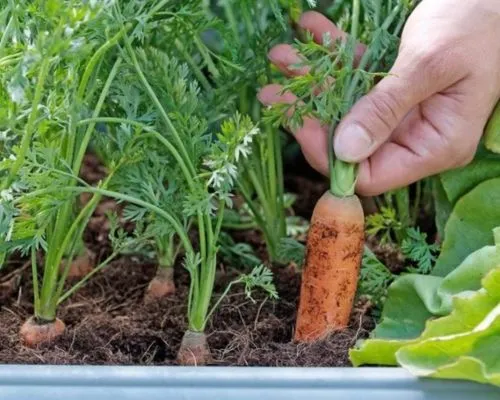 Thu hoạch cà rốt đúng thời điểm và nhẹ nhàng để tránh xây xước