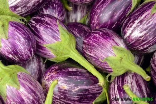 Thu hoạch cà tím chất lượng cao