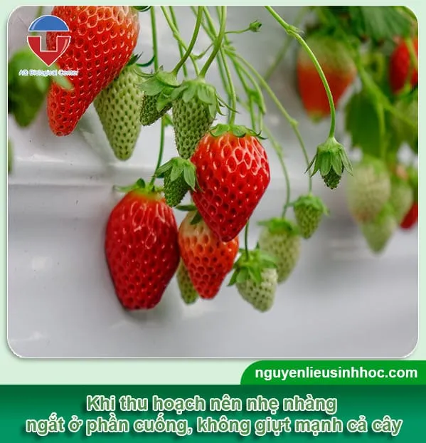 Những quả dâu tây chín đỏ mọng đang được thu hoạch