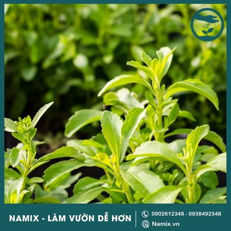 Thu hoạch cỏ ngọt khi cây vừa có nụ