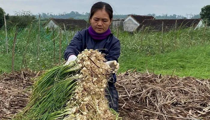 Thời Điểm Lý Tưởng và Kỹ Thuật Thu Hoạch Củ Hành Tăm