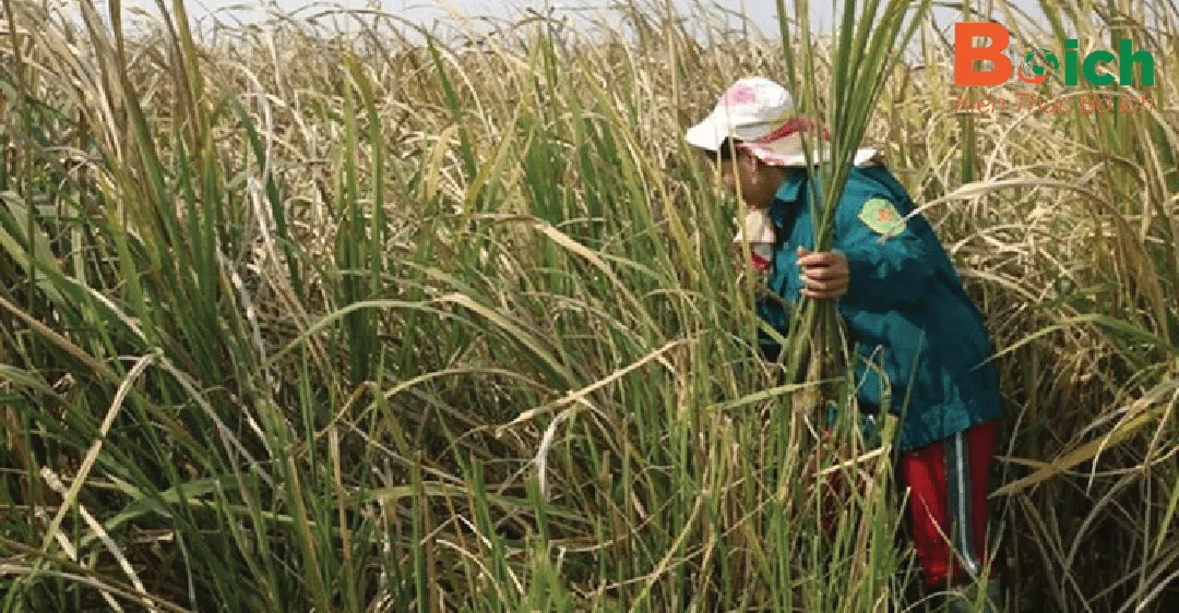 Kỹ thuật thu hoạch củ niễng khi đạt kích thước và độ già tối ưu