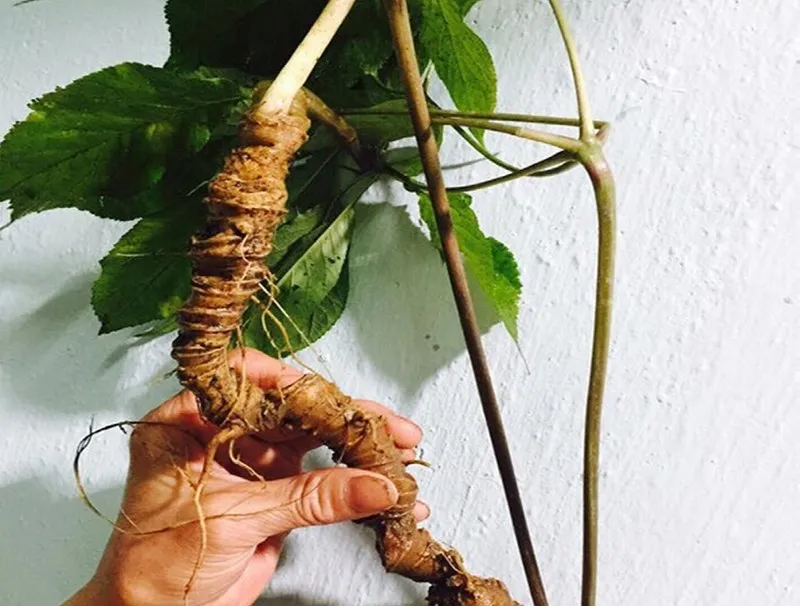 Cách Trồng Sâm Ngọc Linh Đúng Kỹ Thuật Và Đạt Chất Lượng Cao Cách Trồng Sâm Ngọc Linh Đúng Kỹ Thuật Và Đạt Chất Lượng Cao