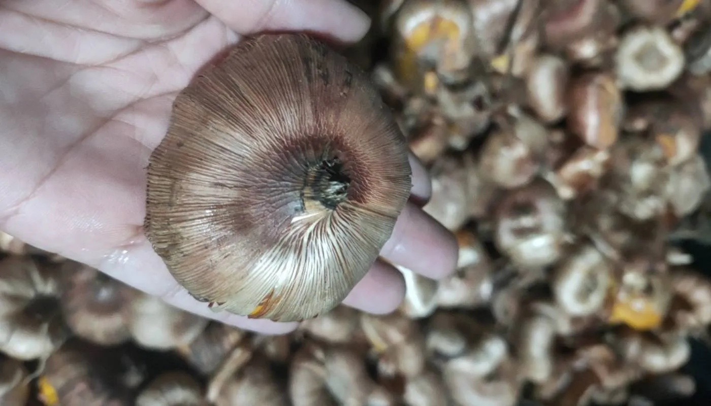 Thu hoạch củ hoa lay ơn