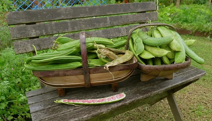 Thu hoạch và bảo quản đậu ngự tươi đúng thời điểm