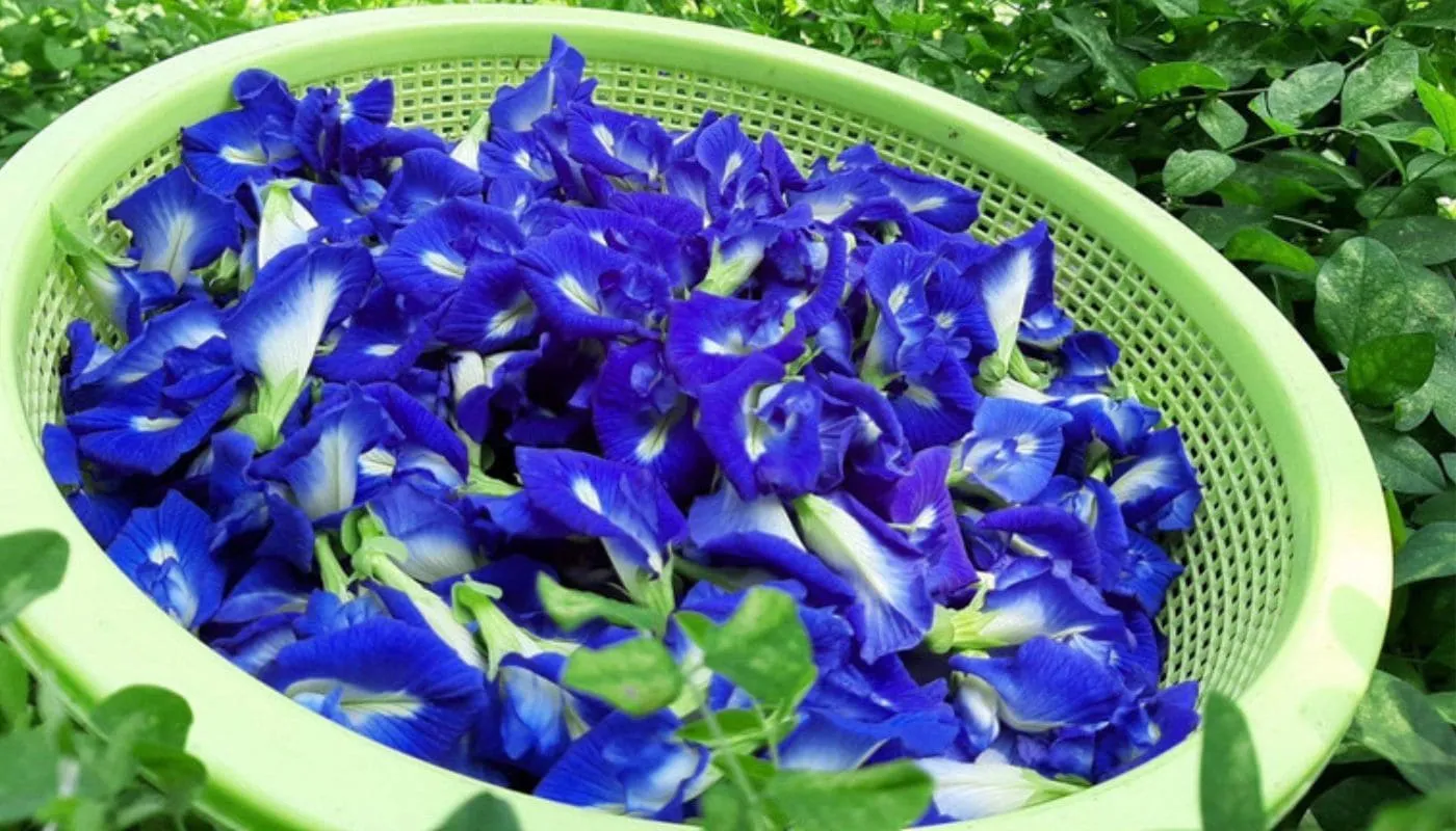 Kỹ thuật thu hoạch hoa đậu biếc thủ công để đảm bảo chất lượng trà và màu tự nhiên