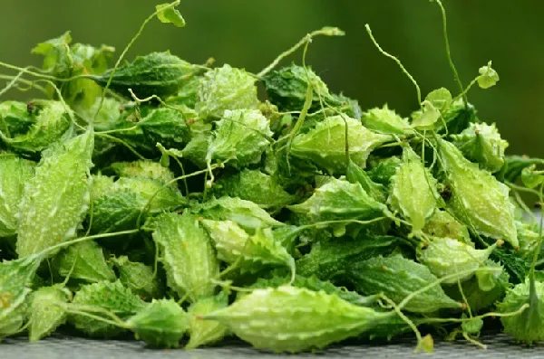 Thu Hoạch Khổ Qua Rừng