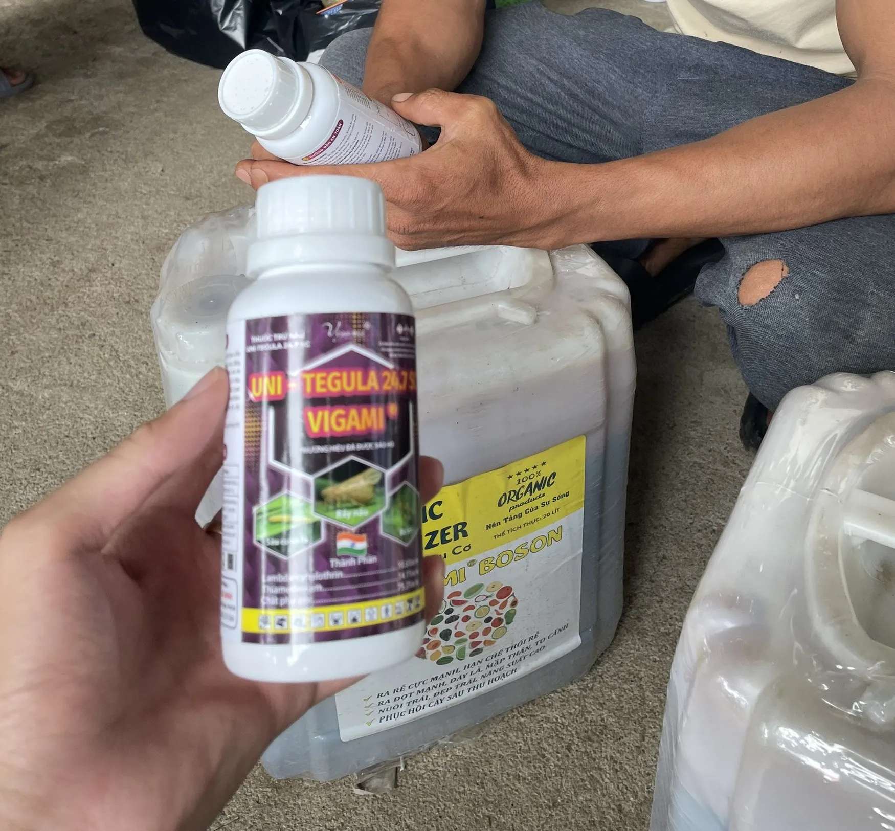 Thu hoạch khoai môn