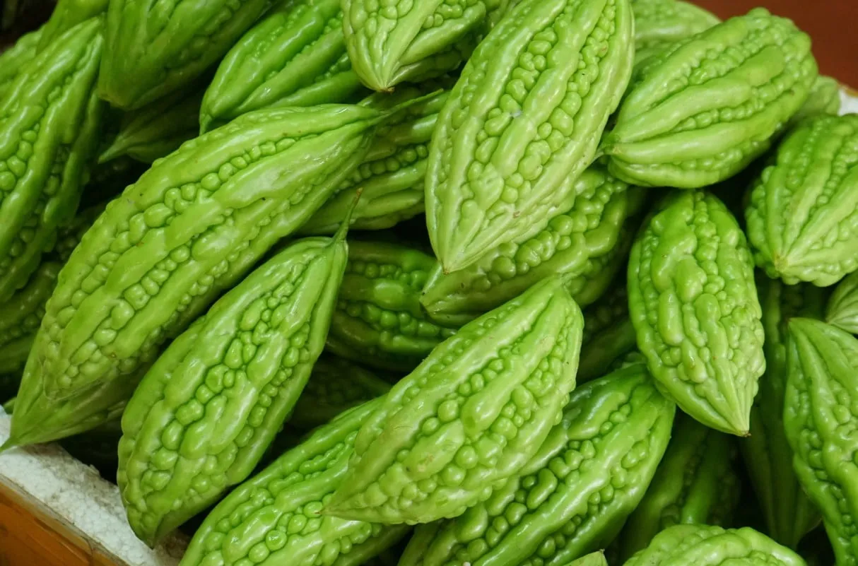 Thời điểm và cách thu hoạch trái mướp đắng đạt chuẩn