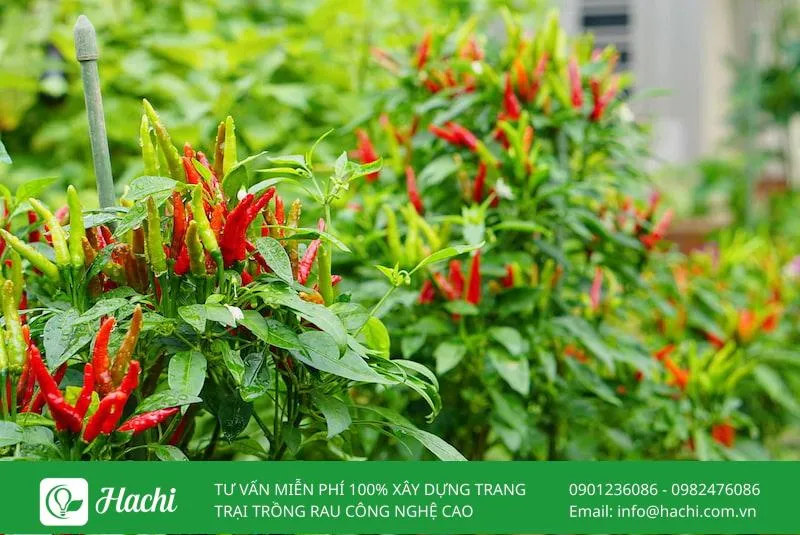 Thu hoạch ớt thủy canh khi quả đạt độ chín và màu sắc lý tưởng, dùng kéo cắt nhẹ cuống để bảo vệ cây
