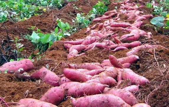 Người nông dân đang thu hoạch những củ rau lang chất lượng từ luống đất