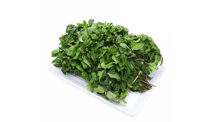 Kỹ thuật thu hoạch và phục hồi cây húng Láng sau thu hoạch