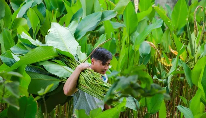 Thu hoạch lá dong sau một năm trồng