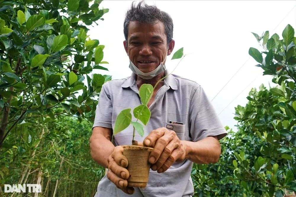 Để có những cây sương sâm đạt chất lượng, ông Định đã tự mày mò nhân giống cây con.