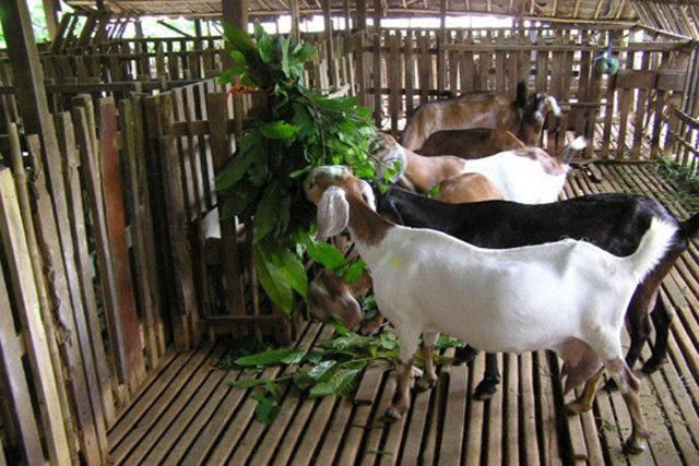 Cách Trồng Kiệu Năng Suất Cao: Kỹ Thuật Thâm Canh Đạt 35-40 Tấn/Ha