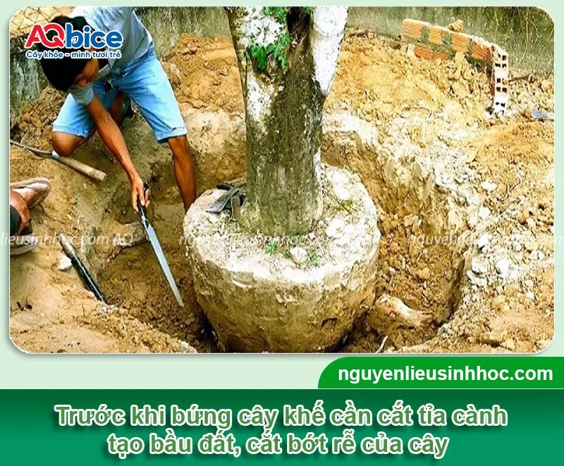 Cây khế được bứng và bọc bầu đất cẩn thận, chờ di chuyển sang vị trí trồng mới