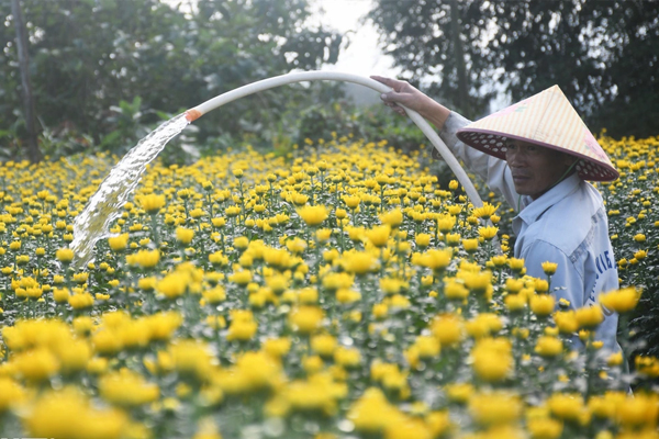 Cách Trồng Hồng Xiêm Bằng Hạt: Hướng Dẫn Kỹ Thuật Toàn Diện Từ A Đến Z