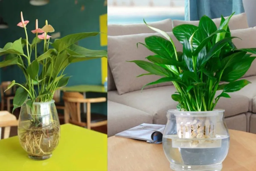 Thực vật thủy sinh thích nghi với môi trường nước ngọt và nước mặn, yếu tố chính kiểm soát sự phân tán là chu kỳ lũ.