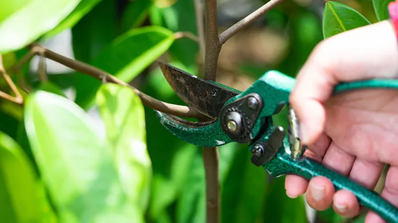 Kỹ thuật tỉa cành tạo tán cho cây sầu riêng con