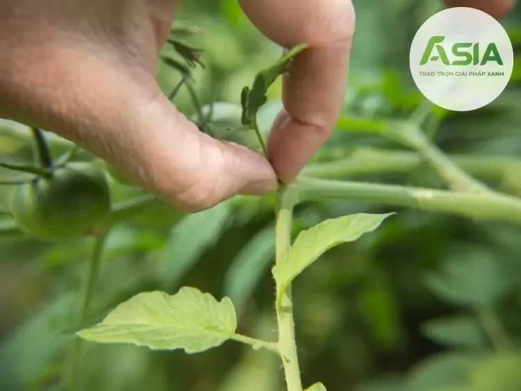 Cách Làm Giàn Trồng Cà Chua Và Kỹ Thuật Tỉa Cành Tối Ưu Năng Suất Cách Làm Giàn Trồng Cà Chua Và Kỹ Thuật Tỉa Cành Tối Ưu Năng Suất