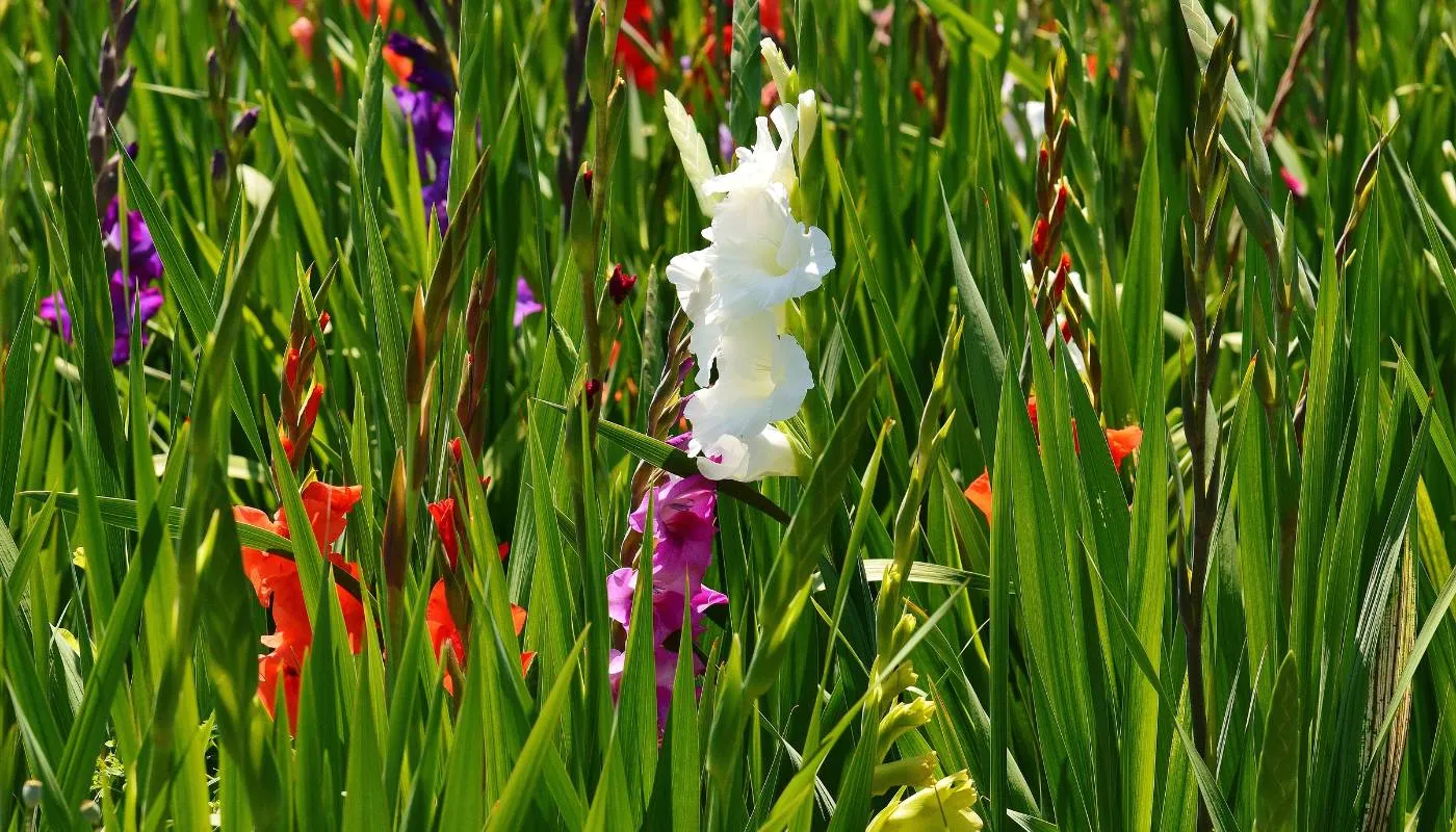 Tỉa nhành cho hoa lay ơn