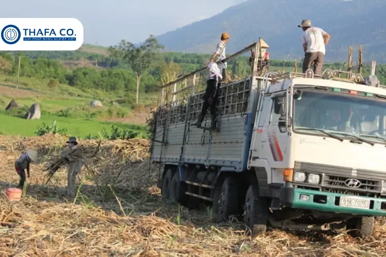 Phân tích tiềm năng kinh tế và giá trị gia tăng từ mô hình trồng mía tím bằng ngọn