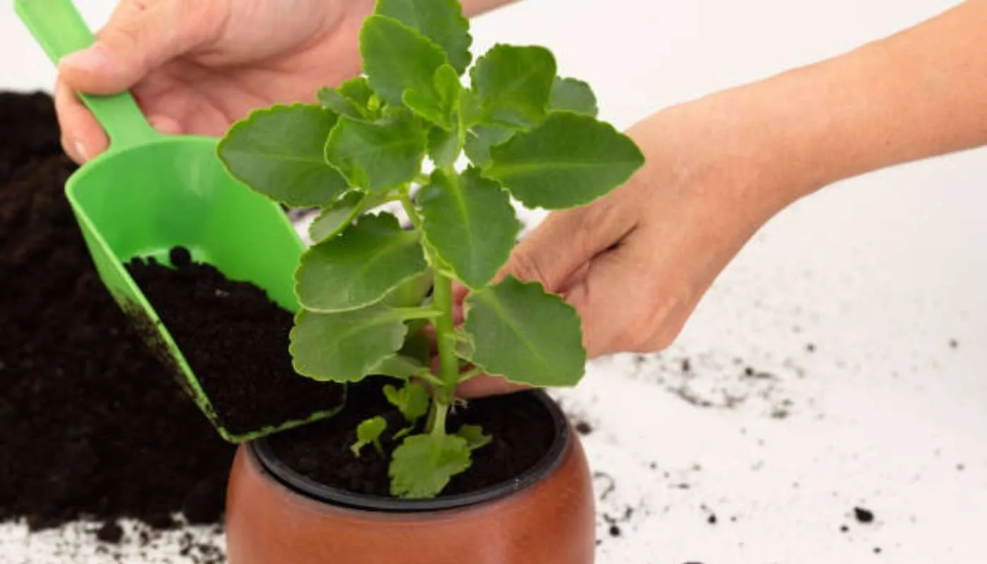 Cách Trồng Và Chăm Sóc Cây Sống Đời Phát Triển Khỏe Mạnh Và Ra Hoa Đúng Tết