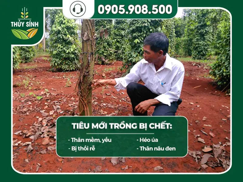 Dấu hiệu tiêu con bị chết