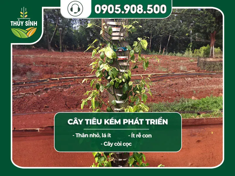 Biểu hiện cho thấy tiêu kém phát triển