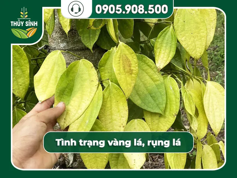 Tiêu con bị vàng lá