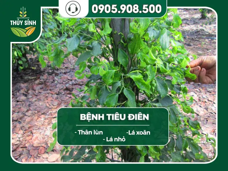 Biểu hiện bệnh tiêu điên