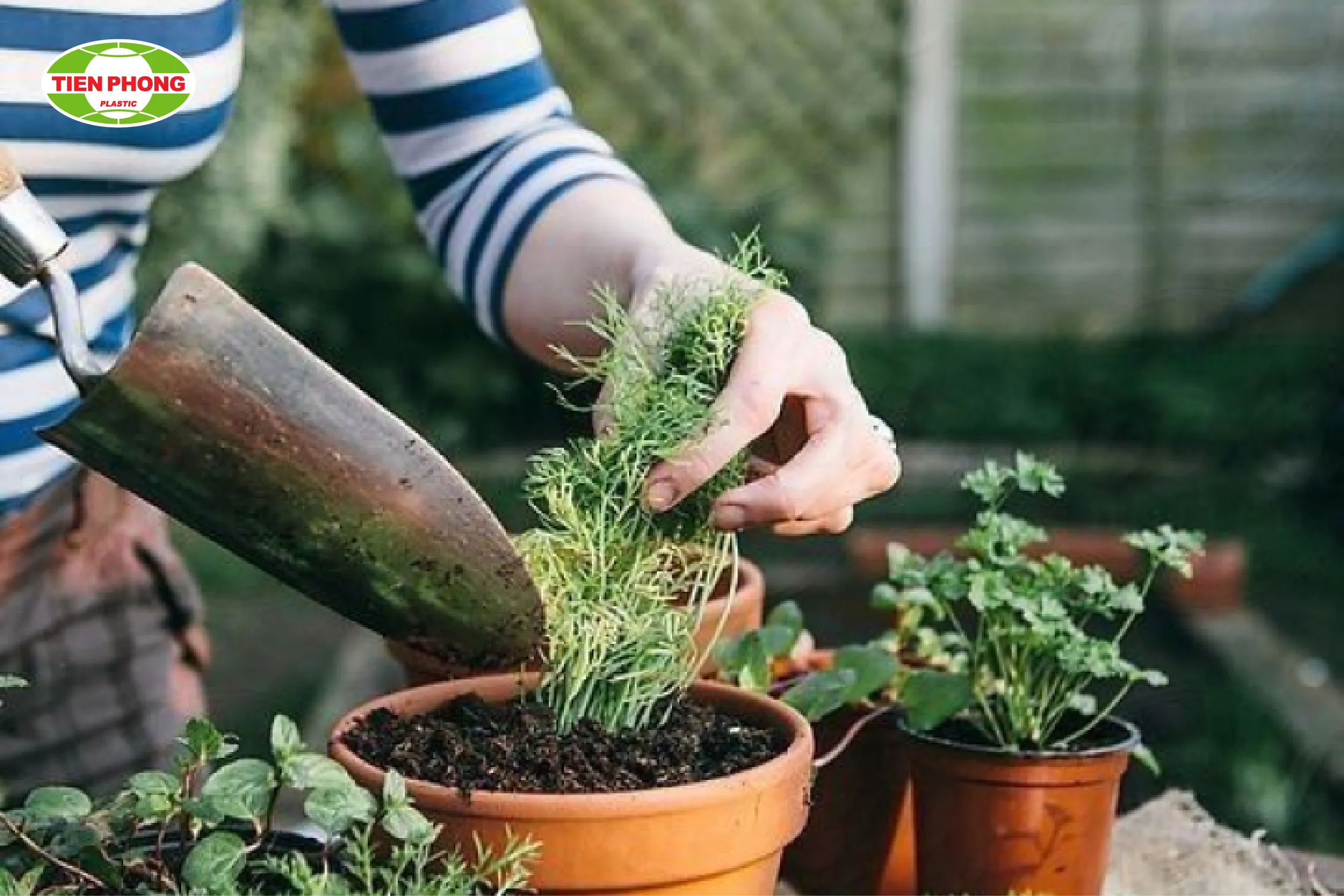 Trồng cây trong chậu là giải pháp linh hoạt cho không gian hạn chế