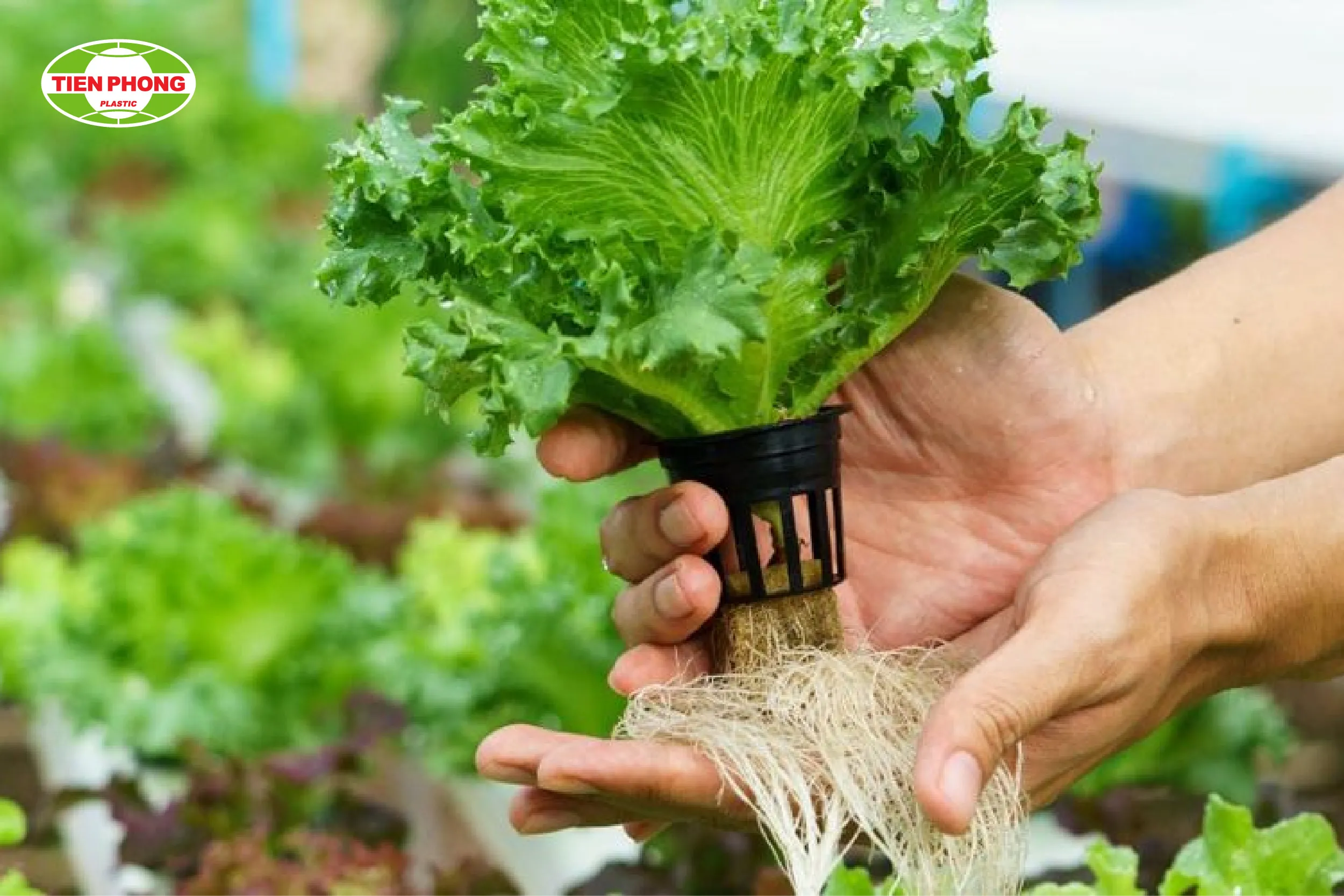 Cây phát triển tốt nhờ áp dụng cách trồng cây thủy canh với dung dịch dinh dưỡng chuyên biệt