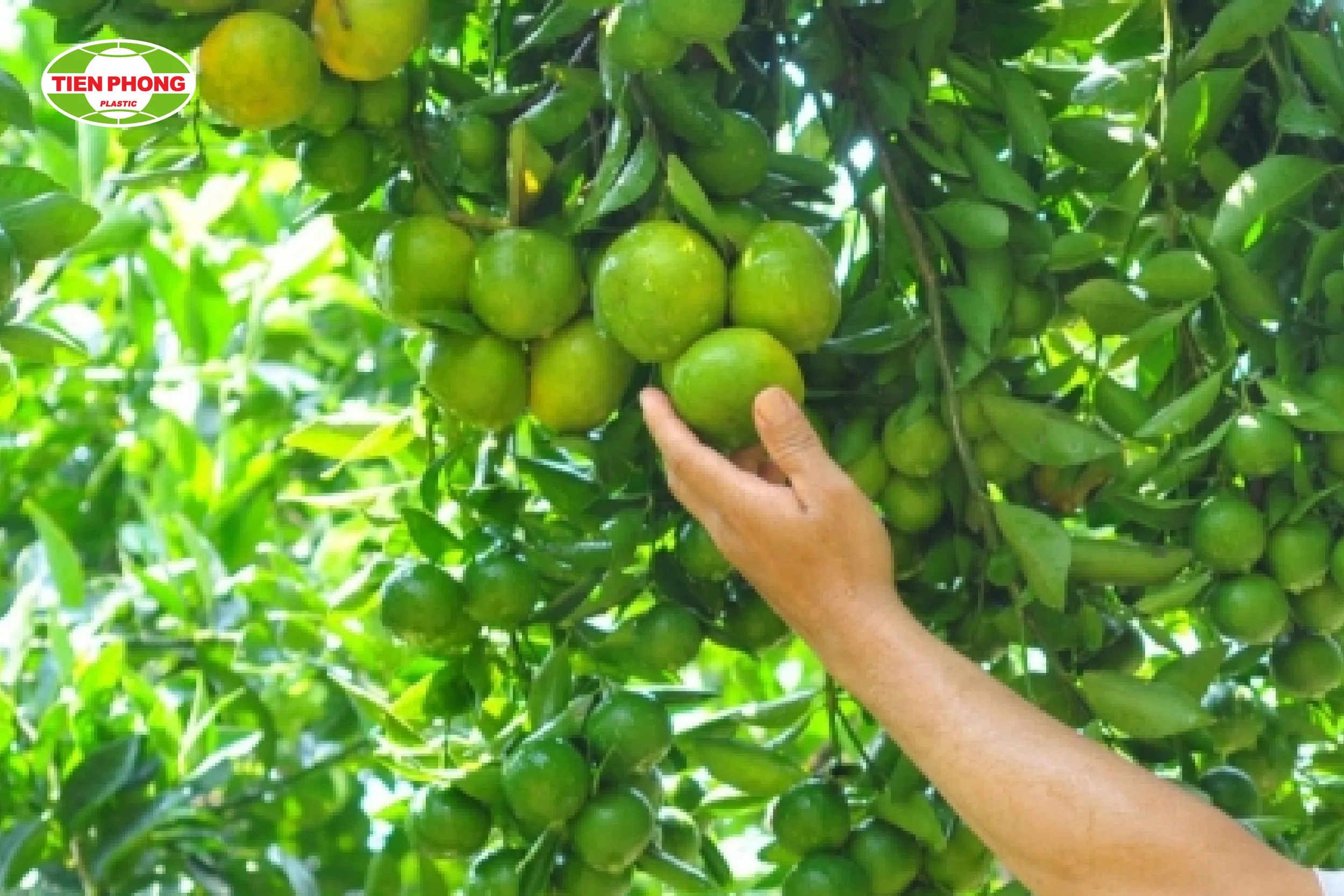 Nhân viên Vũ Garden đang chăm sóc cây ăn quả bằng kỹ thuật chuyên nghiệp