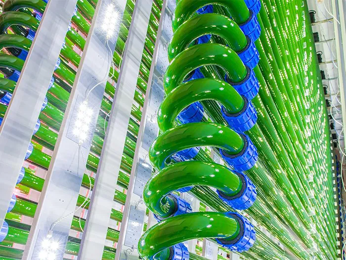 Hệ thống nuôi trồng tảo xoắn Spirulina trong phòng thí nghiệm chuyên nghiệp