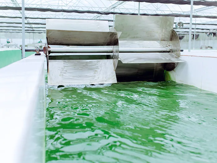 Bể nuôi tảo xoắn Spirulina ngoài trời với hệ thống khuấy đảo và cung cấp ánh sáng
